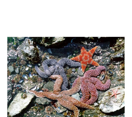 En la zona intermareal podemos encontrar estrellas de mar, erizos de mar y mejillones, como se muestra en esta foto de la bahía Kachemak en Alaska.